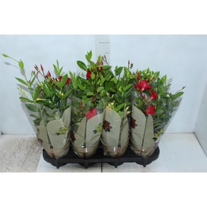 DIPLADENIA PICOLI P14 VARIADO