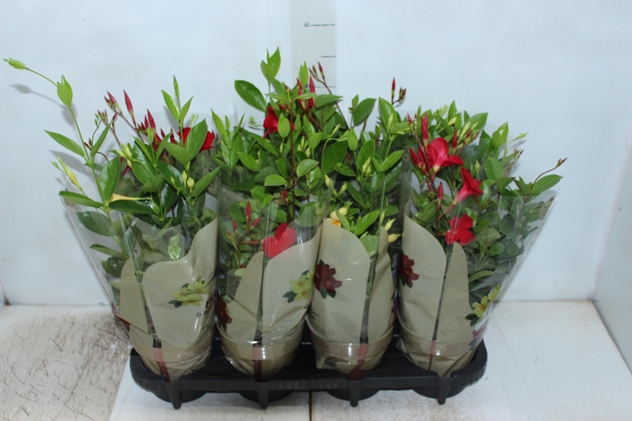 <h4>DIPLADENIA PICOLI P14 VARIADO</h4>