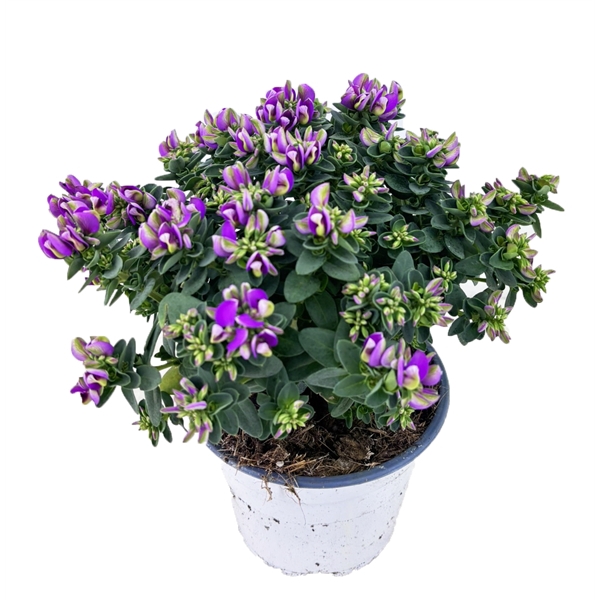 <h4>Polygala bibi pink</h4>