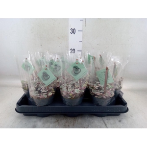 Ceropegia woodii ssp. woodii