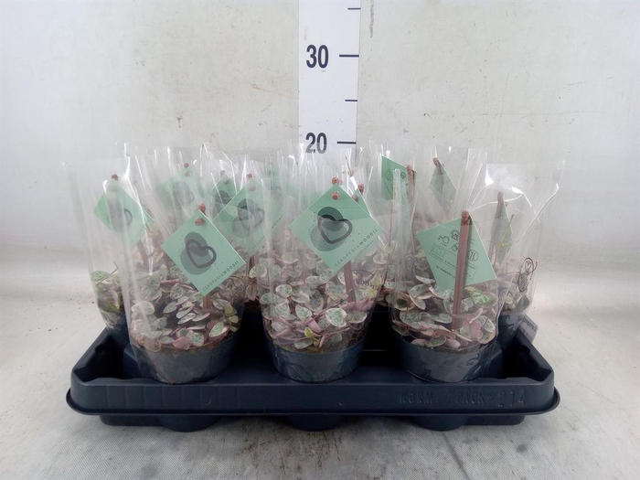 <h4>Ceropegia woodii ssp. woodii</h4>