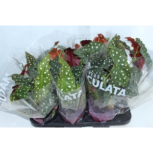 BEGONIA MACULATA P15 PO