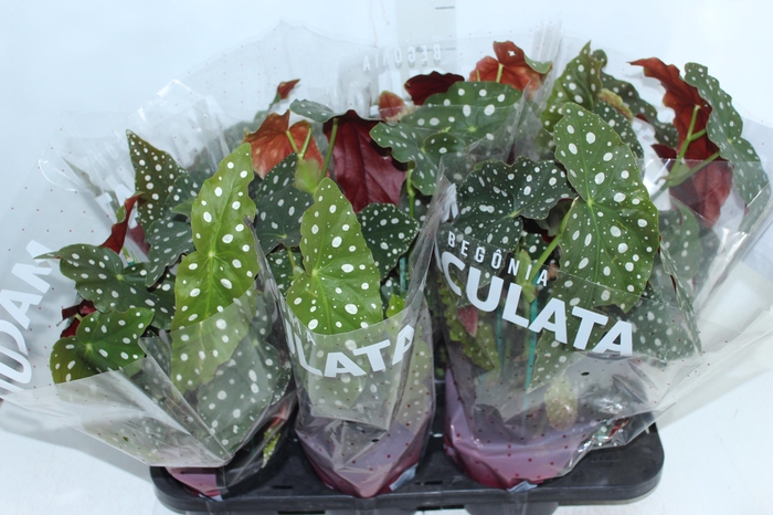 <h4>BEGONIA MACULATA P15 PO</h4>