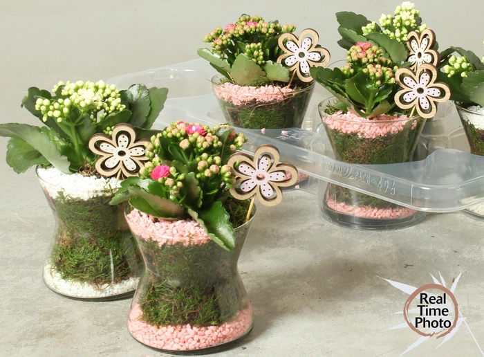 <h4>ARR KAMERPL</h4>