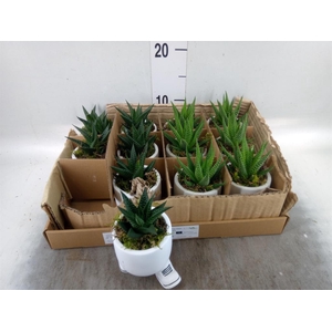 Arr.   Kamerplant Groen L%