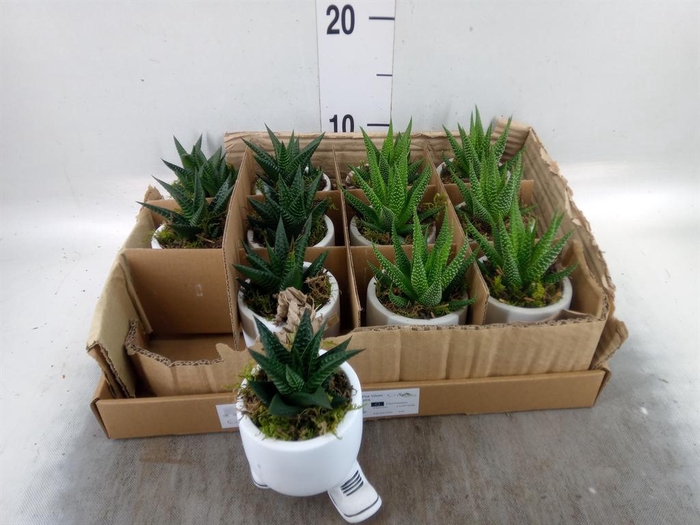 <h4>Arr.   Kamerplant Groen L%</h4>