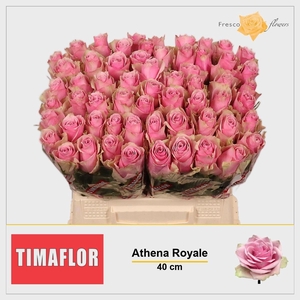 R Gr Athena Royale