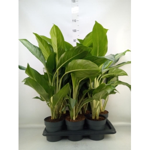 Aglaonema  'Cleopatra'