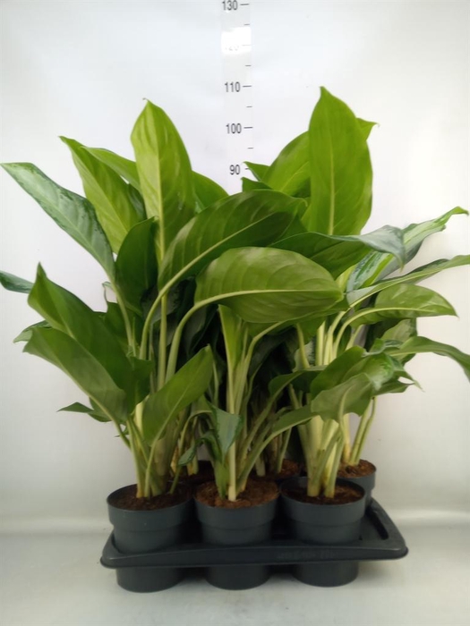 <h4>Aglaonema 'Cleopatra'</h4>