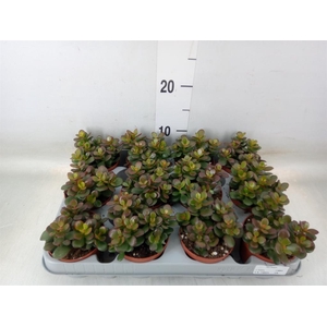 Crassula ovata 'Minor'