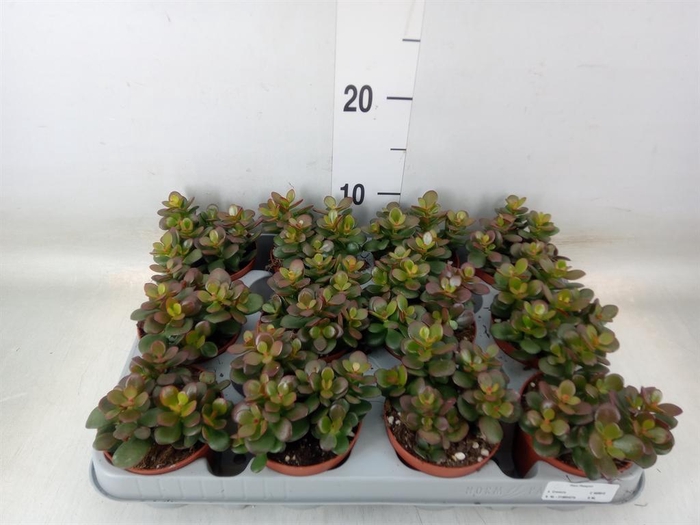 <h4>Crassula ovata 'Minor'</h4>