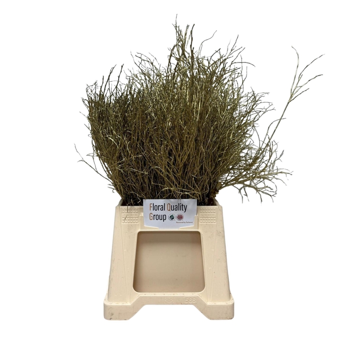 <h4>VACC KLB H%</h4>