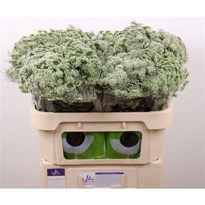 Ammi Vis Casablanca 70cm