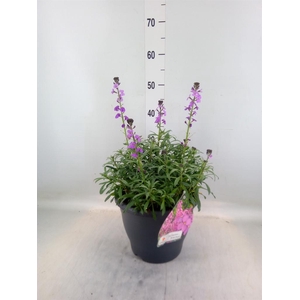 Erysimum linifolium 'Bowles Mauve'