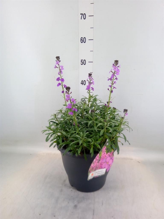 <h4>Erysimum linifolium 'Bowles Mauve'</h4>