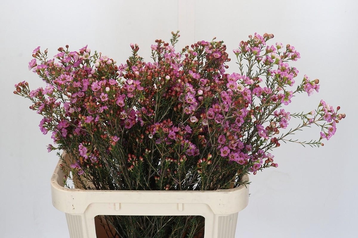 <h4>Chamelaucium Adi</h4>