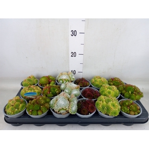 Sempervivum   ...mix