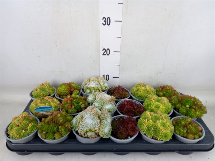 <h4>Sempervivum   ...mix</h4>