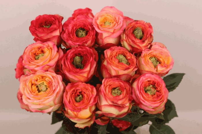 <h4>R Gr Houdini</h4>