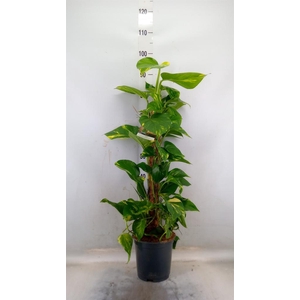 Epipremnum pinn.   ...moss stick