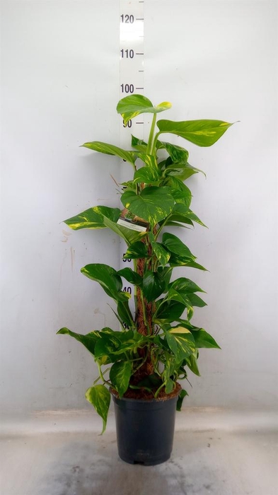 <h4>Epipremnum pinn. ...moss stick</h4>