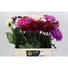 Dahlia Gemengd in fust