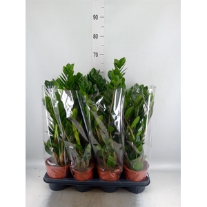 ZAMIOCULCAS ZAMIIFOLIA 5+ VEREN