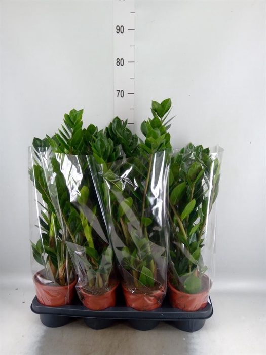 <h4>ZAMIOCULCAS ZAMIIFOLIA 5+ VEREN</h4>
