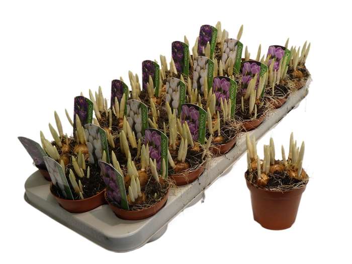<h4>Crocus mix 2 kleuren, kan verschillen in soorten</h4>