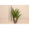 vaste planten 19 cm  Crocosmia Princess  Rood, roze