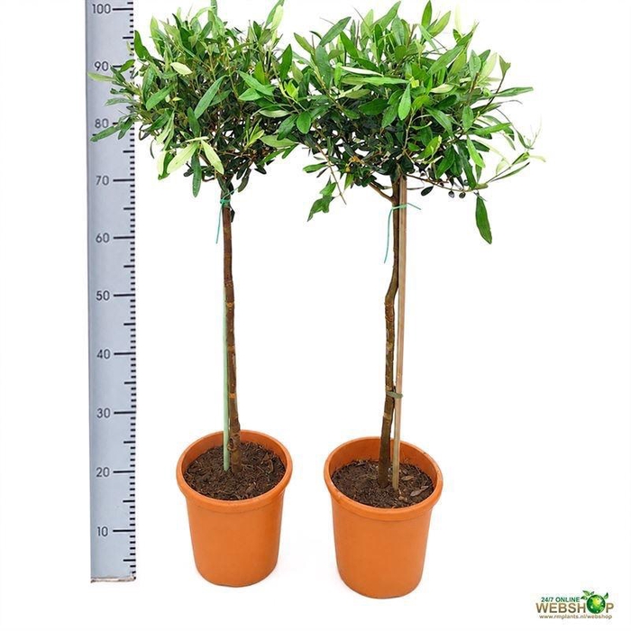 <h4>OLEA EUROPAEA</h4>
