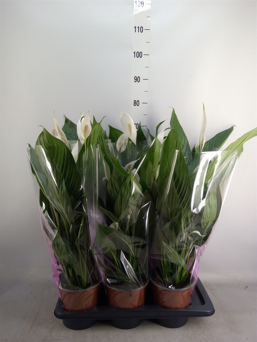 <h4>Spathiphyllum  'Bingo Cupido'</h4>