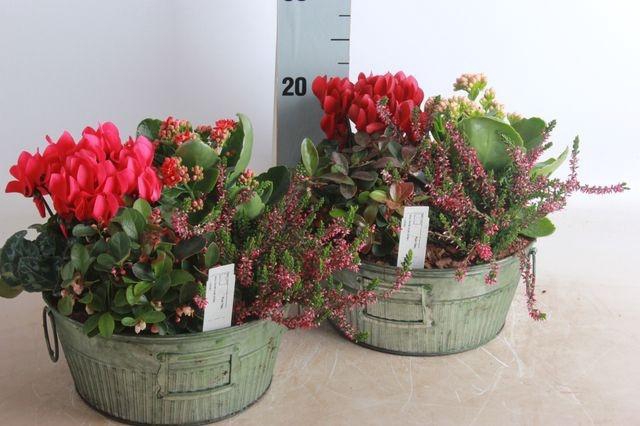 <h4>ARR GARDEN GREEN ZINC</h4>