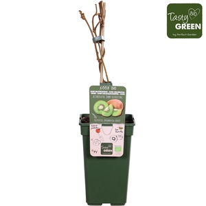 Actinidia deliciosa Jenny P19 - Self-fertile - Tasty Green bio