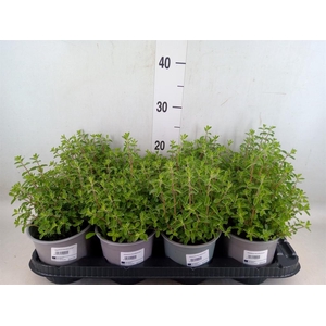 Origanum majorana