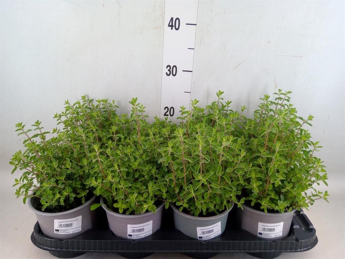 <h4>Origanum majorana</h4>