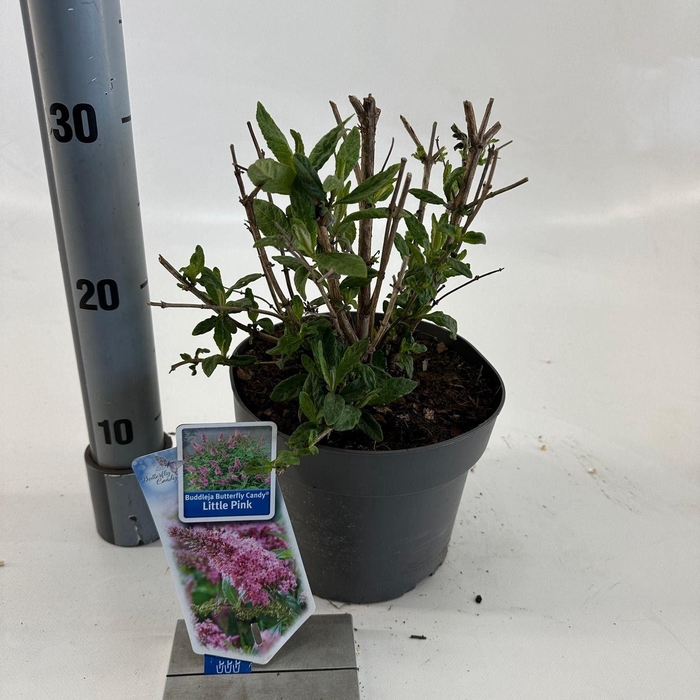 <h4>Buddleja Butterfly Candy Little Pin</h4>