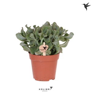 Kolibri Greens Succulenten Crassula Arborescens Undilatifolia