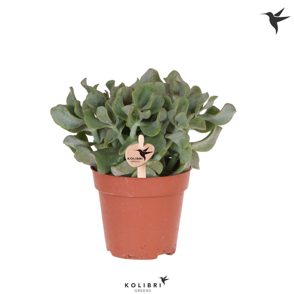 <h4>Kolibri Greens Succulenten Crassula Arborescens Undilatifolia</h4>