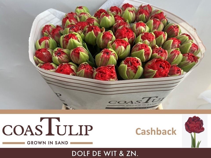 <h4>TU DU CASHBACK</h4>