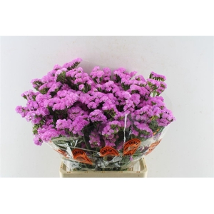 Lim S Taff Sun Birds