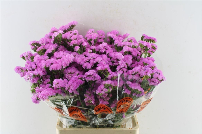 <h4>Lim S Taff Sun Birds</h4>