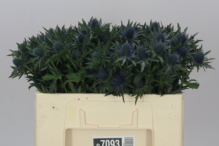 <h4>Eryngium Aqua</h4>