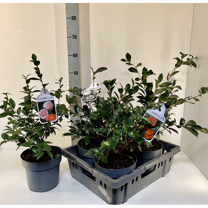 <h4>Camellia overig</h4>
