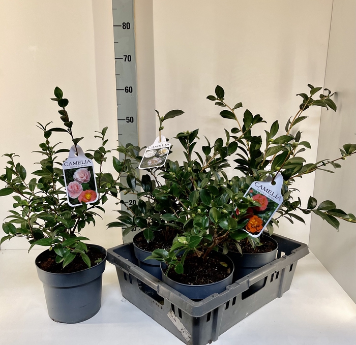 Camellia overig