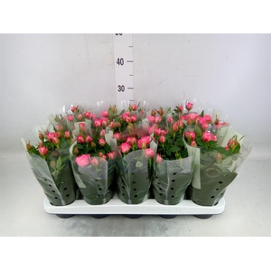 Rosa  'Fame Kordana'