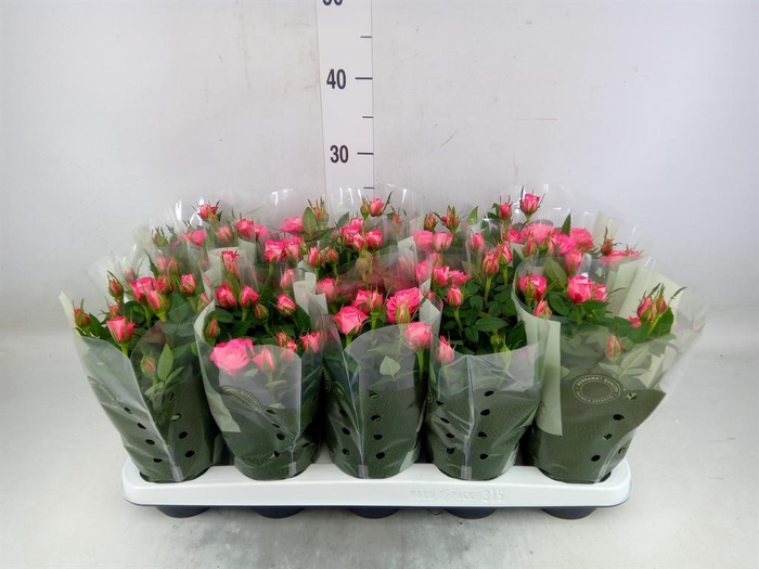 <h4>Rosa  'Fame Kordana'</h4>