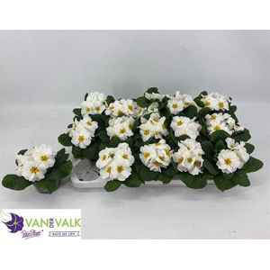 PRIMULA ACAULIS CAIRO WHITE