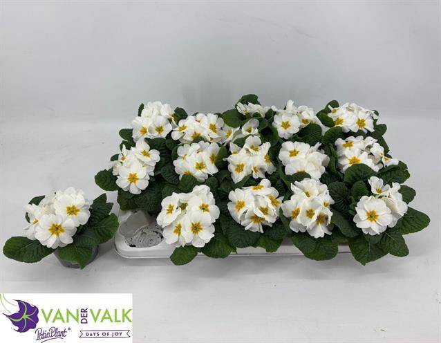 <h4>PRIMULA ACAULIS CAIRO WHITE</h4>