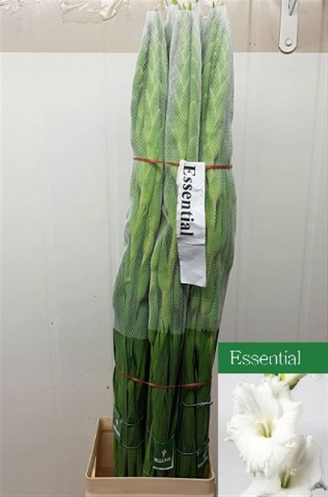 <h4>GLAD GR ESSENTIAL</h4>